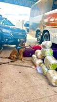 Mulher é presa transportando mais de 12 kg de maconha mulher-e-presa-transportando-mais-de-12-kg-de-maconha