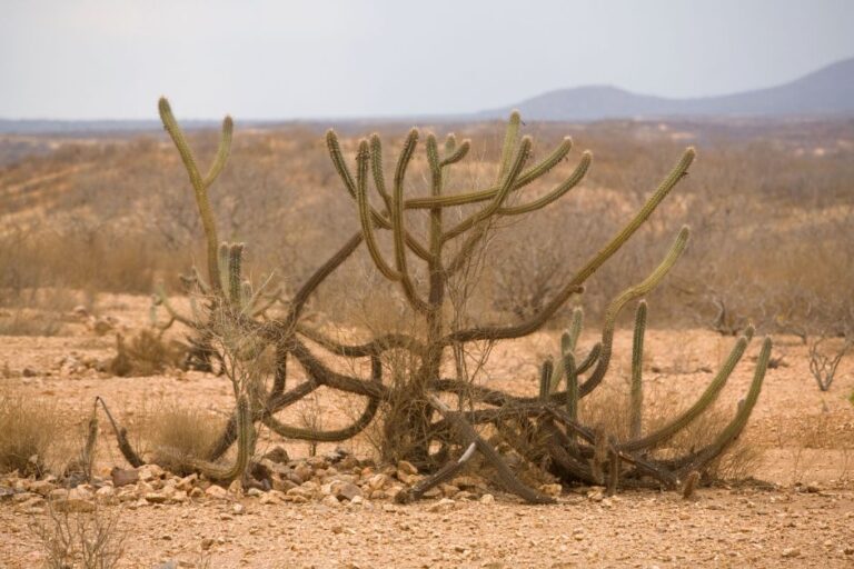 Estudo revela surgimento de área similar a deserto no Brasil estudo-revela-surgimento-de-area-similar-a-deserto-no-brasil