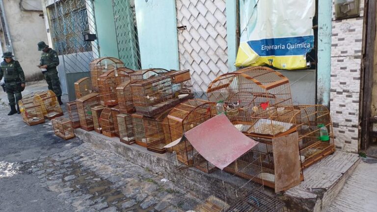 Suspeito é flagrado com 40 alves silvestres em cativeiro ilegal suspeito-e-flagrado-com-40-alves-silvestres-em-cativeiro-ilegal