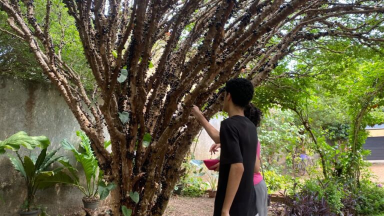 rota-gastronomica-da-jabuticaba-valoriza-sabores-e-culinaria-em-taquarucu