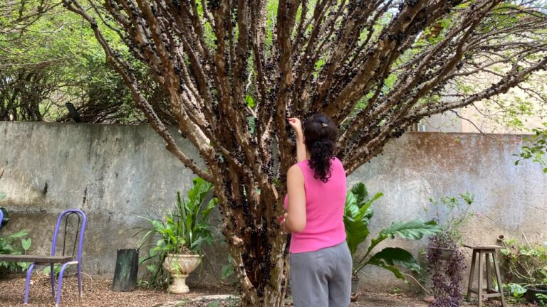 Festa da Jabuticaba terá mais um fim de semana de gastronomia e cultura festa-da-jabuticaba-tera-mais-um-fim-de-semana-de-gastronomia-e-cultura
