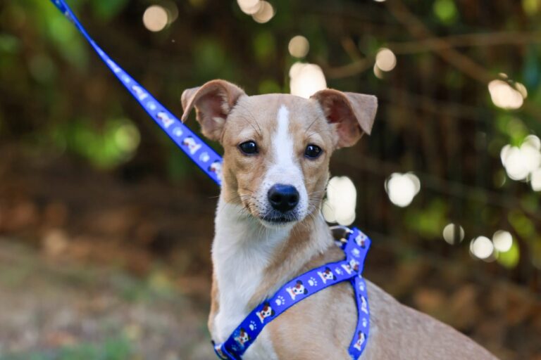 Outubro Rosa Pet alerta para câncer de mama em cadelas e gatas; saiba identificar os sinais outubro-rosa-pet-alerta-para-cancer-de-mama-em-cadelas-e-gatas;-saiba-identificar-os-sinais