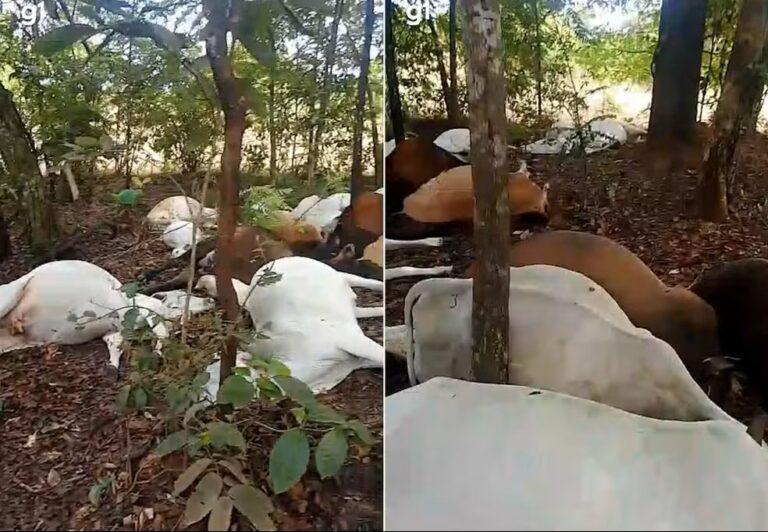 Raio atinge fazenda e mata mais de 20 cabeças de gado no Tocantins raio-atinge-fazenda-e-mata-mais-de-20-cabecas-de-gado-no-tocantins