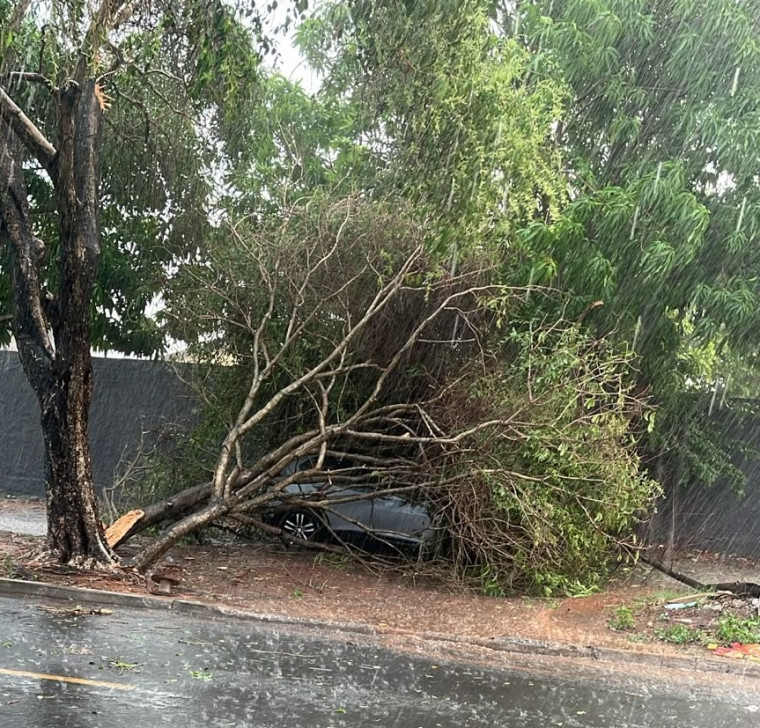 Temporal com ventania derruba árvores, atinge veículos e provoca estragos em Araguaína Foto: Redes sociais